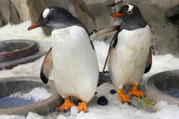 pinginos gentoo